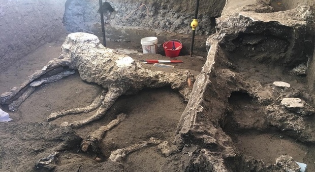 Le immagini di Pompei che hanno commosso il web: il calco dei cavalli legati alla mangiatoia