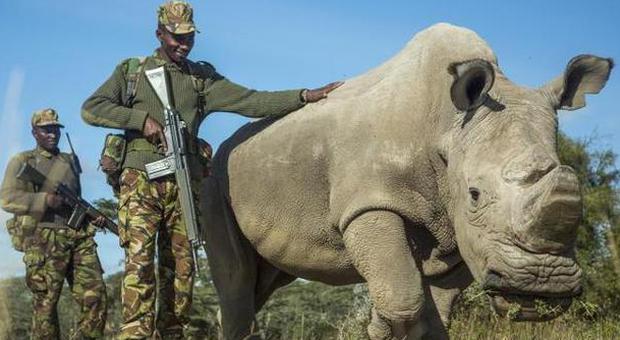 La lotta contro il tempo di Sudan, l'ultimo rinoceronte bianco maschio al mondo che vive sotto scorta