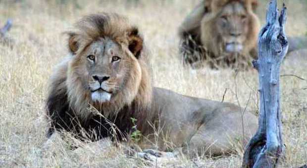 Il leone Cecil ucciso da un turista