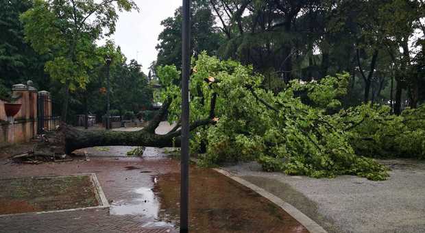 L'albero caduto al parco dei Canapè