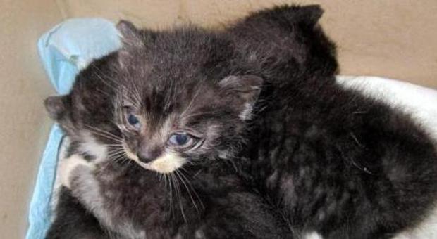 Nove gattini abbandonati ora cercano “famiglie” di adozione