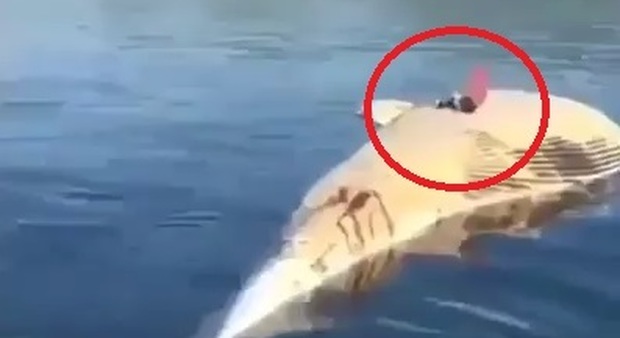 Turisti ballano sulla carcassa della balena, le folli immagini in un video