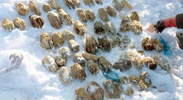 Russia, orrore sulle sponde di un fiume: pescatore trova 54 mani in un sacco