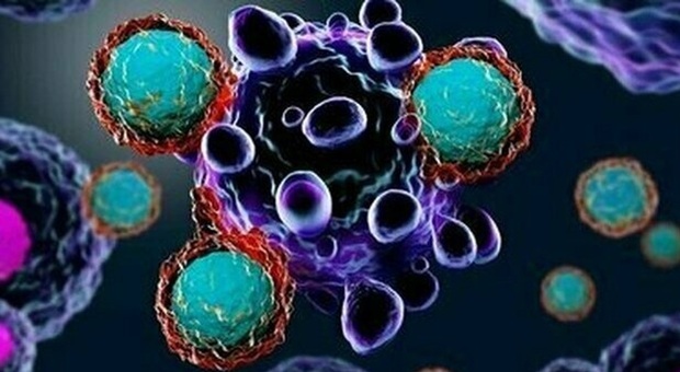 Uno studio apre la via al vaccino universale anti-cancro: «È capace di bloccare le cellule malate»