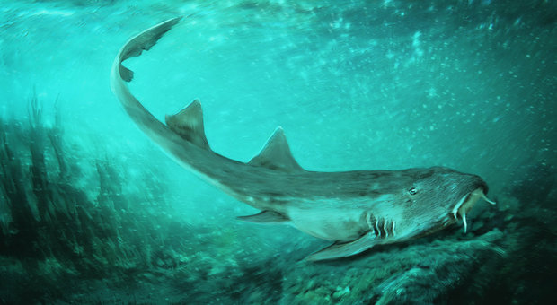 Trovati denti di squalo preistorico: si nutriva di lumache e gamberetti