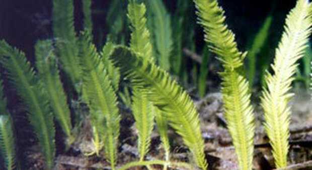 Clima, trovata una alga tropicale sulle coste calabresi