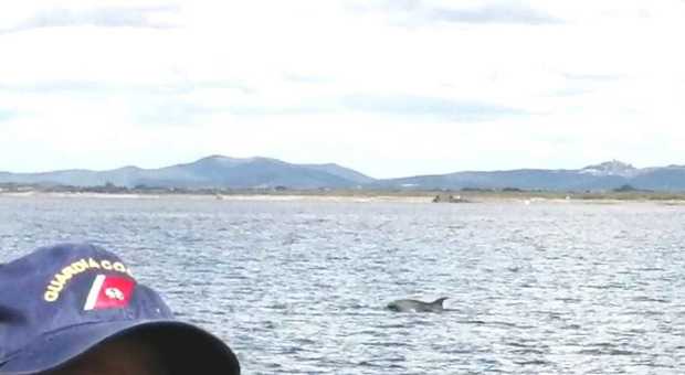 La sorpresa: un branco di delfini danza davanti alla spiaggia di Montalto di Castro