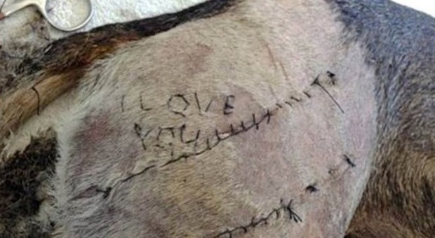 Il giovane veterinario è troppo romantico: "Ti amo" con i punti sul cane che sta operando