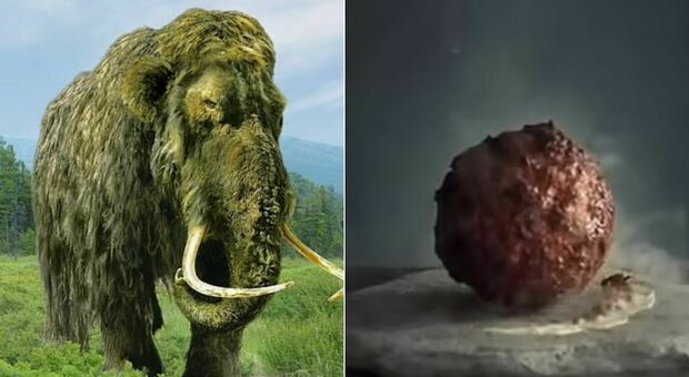 Polpetta di carne di mammut ricreata dagli scienziati. Ma hanno paura di mangiarla: «Potrebbe essere mortale»