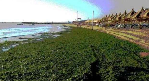 Invasione alghe: comune Pescara pronti a potenziare raccolta