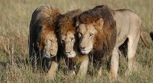 Sudafrica, mandria di leoni attacca e divora un cacciatore