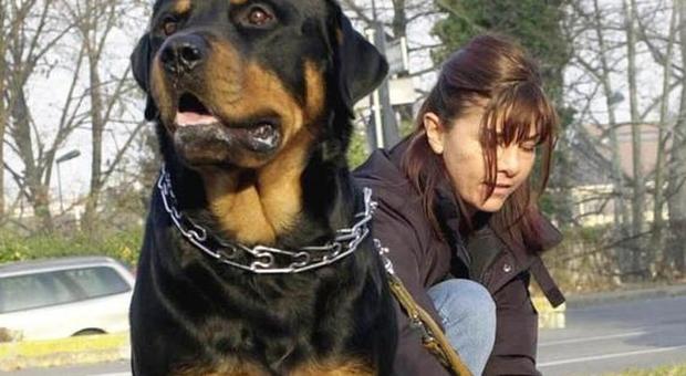 Cani, i padroni sporcaccioni costano 4mila euro al mese