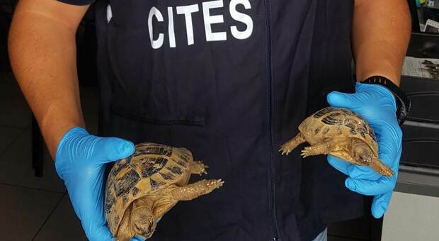 Ancona, sbarcano con due tartarughe protette in un sacchetto e rimediano una denuncia