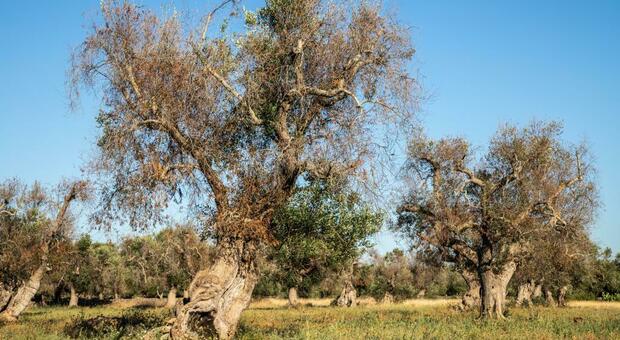 Xylella e reimpianti degli olivi, pronti 40 milioni, ma le richieste superano i 200