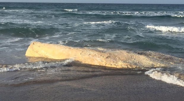 Sardegna, balena spiaggiata: da 40 giorni la carcassa inchiodata sulla battigia dalla burocrazia