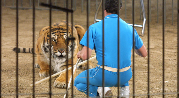 Arriva il Circo con gli animali, sollevazione del Partito animalista Italiano Fvg
