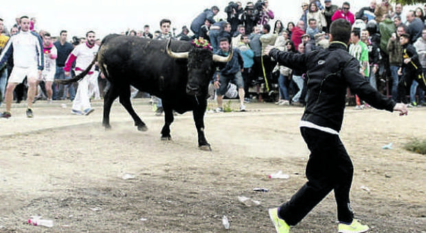 Spagna, il Toro de la Vega ucciso dopo un'agonia di 15 minuti