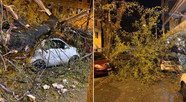 Albero abbattuto dal vento a San Lorenzo: tre auto schiacciate, danneggiato un balcone