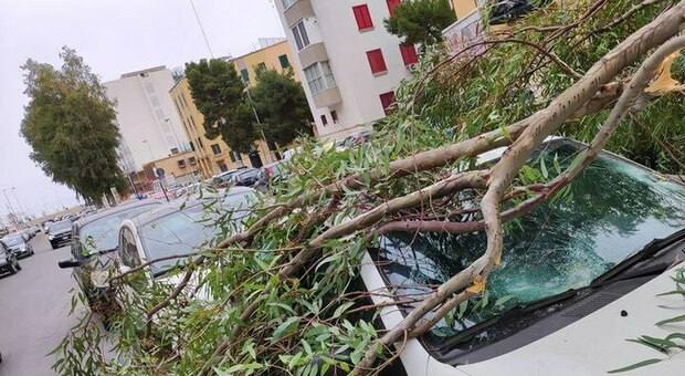 La Puglia nella morsa del vento: alberi caduti, dirottati 5 aerei. Video