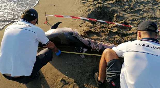 Fiumicino, il mistero dei due delfini ritrovati morti sulla costa a poche ore di distanza