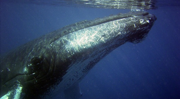 Balene schiacciano donna di 29 anni: è grave, polemiche sui tour operator per le nuotate fra i giganti del mare