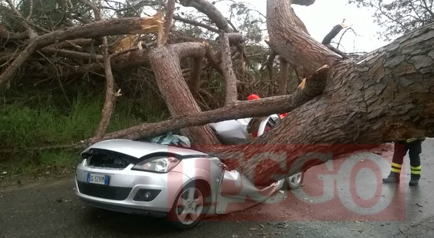 L'auto schiacciata dall'albero ad Ardea