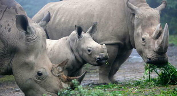 Da Taiwan in Giappone per trovare un compagno: il viaggio della rinoceronte femmina per salvare la specie