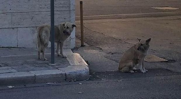 Due cani aspettano per 15 giorni davanti all'ospedale l'uscita della loro padrona