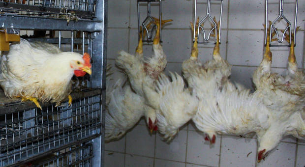 Napoli, sequestrato mattatoio per polli: scarico illegale fanghi di depurazione