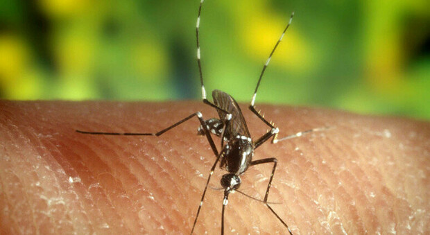 Brasile in allerta per l'aumento dei casi di dengue