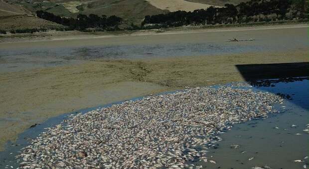 Diga svuotata in Sicilia, migliaia di pesci morti: aperta indagine per disastro ambientale