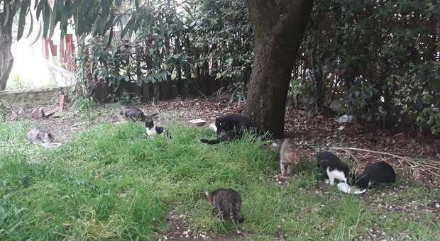 Una colonia di gatti randagi