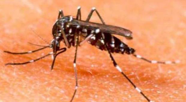 Ca' Foscari, ricerca tra i ragazzi sull'Aids: «Colpa delle zanzare»