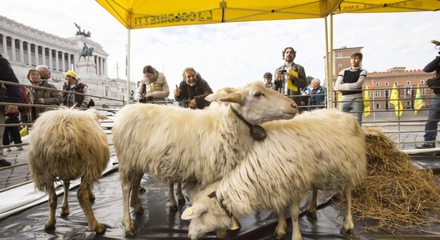 Roma, a piazza Venezia spuntano le pecore. Ma è la protesta di Coldiretti