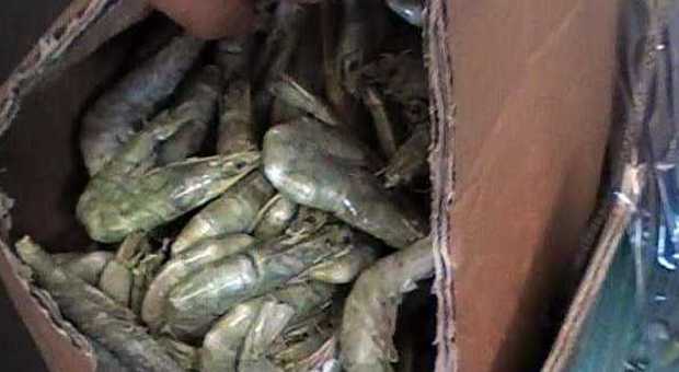 Gamberi scaduti da sei anni destinati a ristoranti: sequestrate 16 tonnellate di pesce avariato
