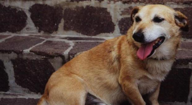 Brescia, 22enne perde i sensi in casa: cane abbaia e gli salva la vita
