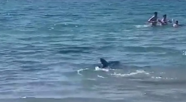 Squalo verso la riva nel Mediterraneo: in acqua scoppia il terrore tra i bagnanti. Ma poi muore