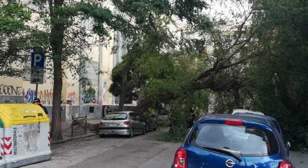 Vento forte, paura a Napoli: albero si abbatte su auto vicino al liceo