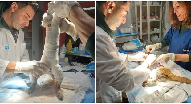 Gattino scuoiato vivo e lasciato agonizzante in strada, Leone salvato dai veterinari: «Aiutateci a curarlo». Ma spuntano gli «sciacalli»