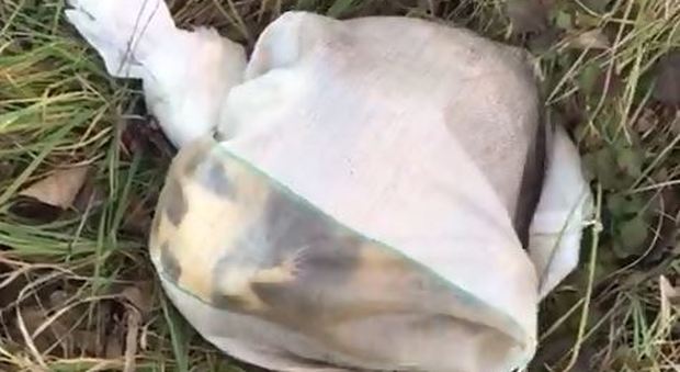 Cuccioli di cane chiusi in un sacco e abbandonati: salvati da un dipendente Atac