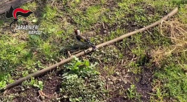 Gabbie e trappole per uccellini, denunciato bracconiere nel Vesuviano