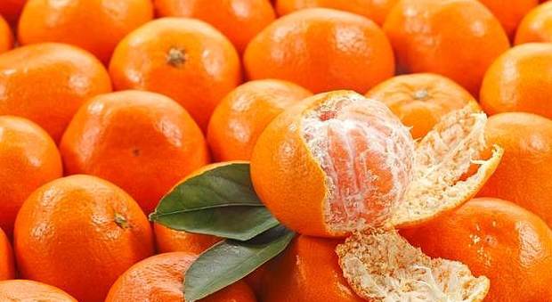 Pescara, sequestrati mandarini “stupefacenti”: erano serviti per comprare la droga