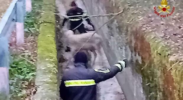 Osimo, recuperata dai Vigili del Fuoco una pecora intrappolata in un canale: ecco cosa è successo