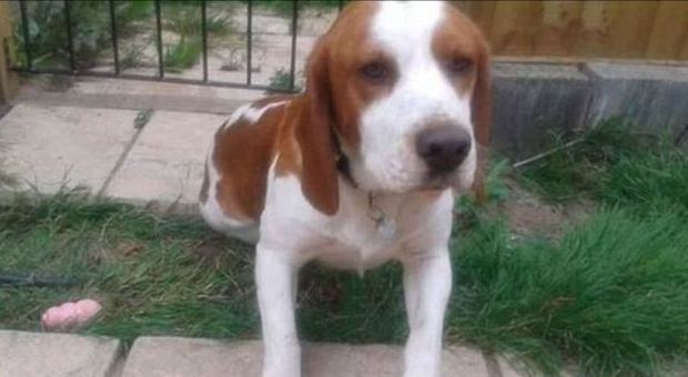 Beagle aspetta da sette mesi il fratello scomparso davanti la porta di casa: il web si mobilita