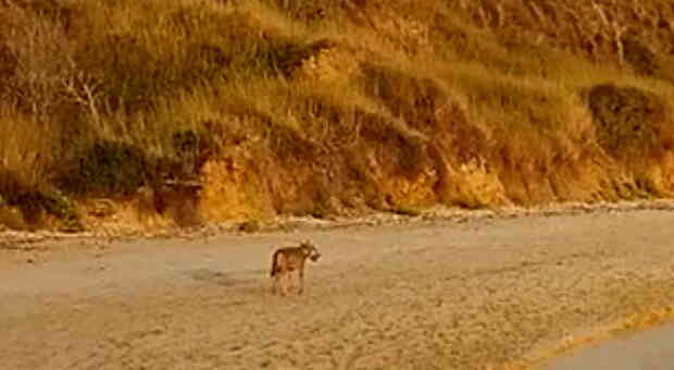 Fidanzati aggrediti da un lupo in spiaggia a Vasto, morsi a gambe e braccia: «Lettino usato come scudo»