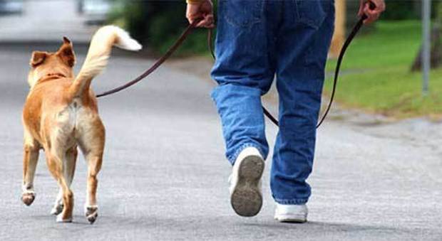 Vietato portare i cani a passeggio in Iran: «Sono impuri secondo l'Islam». Scattano pene severe