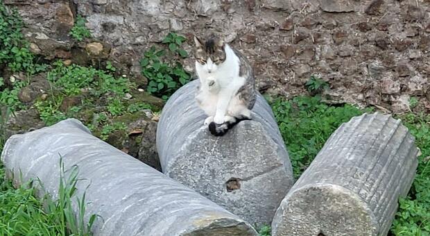 Gatti di Roma, i volontari delle colonie feline lanciano l'allarme: «Fondi finiti, animali a rischio»