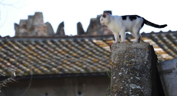 Roma, cercasi nuovo gestore per la colonia felina di Porta Portese: al via il bando per 250 gatti