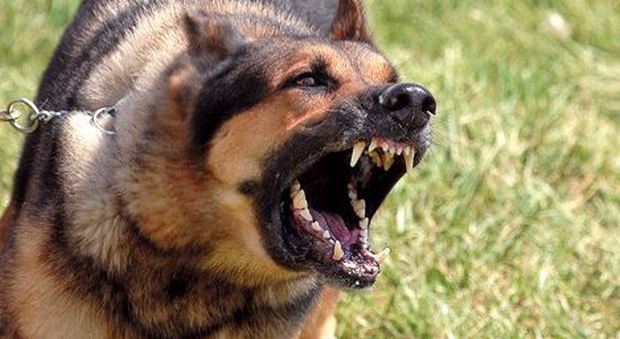 Il cane azzanna suocera e genero: condannata a pagare 10mila euro