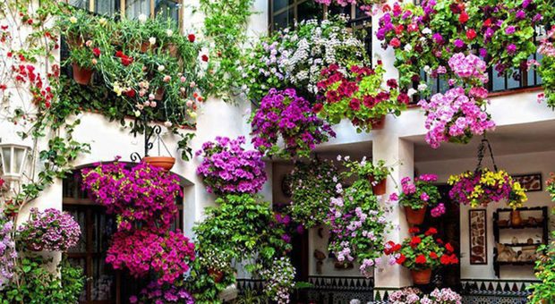 #iorestoacasa, gerani, petunie e verbena: un fiore per ogni balcone